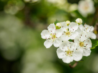 blooming cherry tree