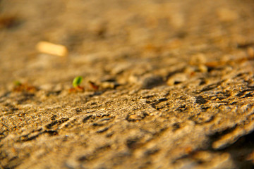 nature