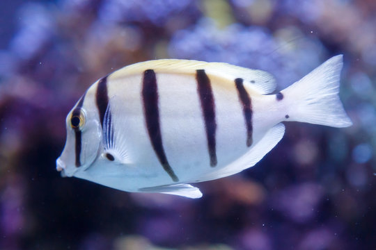White fish with black stripes. Manini, convict surgeonfish, acanthurus triostegus