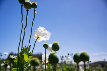 Close up shot of opium Poppies in the field