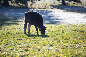 Kuh Feld Frost
