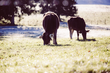 Kühe Feld Morgens