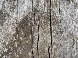 bark of a tree