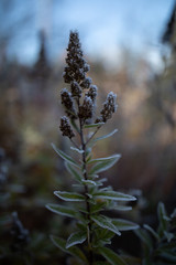 Pflanze Frost Morgentau