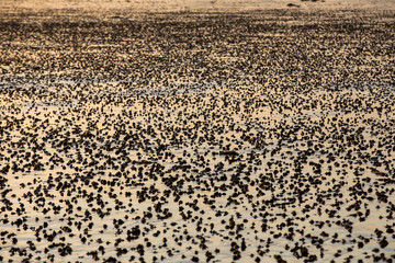 Beach abstract, wet sand reflecting sunlight during sunset