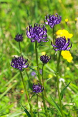 Kugel- Rapunzel, Phyteuma orbiculare