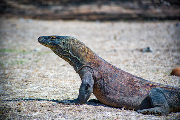 komodo lizard looking at its prey