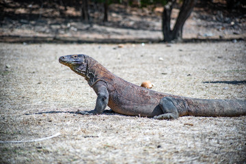 komodo lizard in the desert