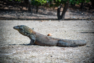 full view of komodo lizard