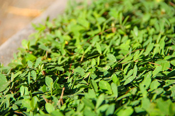 Green plants