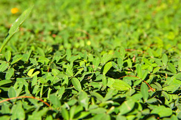 Fototapeta premium Green plants