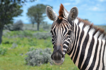 Obraz na płótnie Canvas Close-up of zebra in Etosha National Park in Namibia, Africa