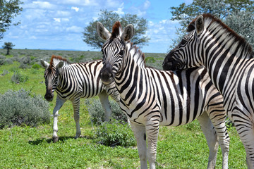Fototapeta na wymiar Close-up of zebras in Etosha National Park in Namibia, Africa