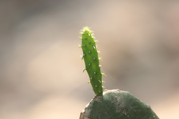 cactus in front of white background