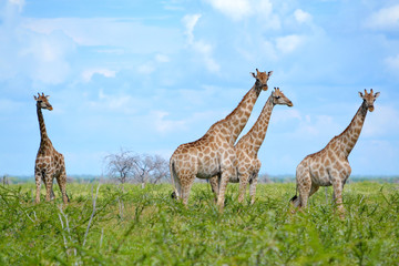 Group of giraffes in Etosha National Park, Namibia, Africa.