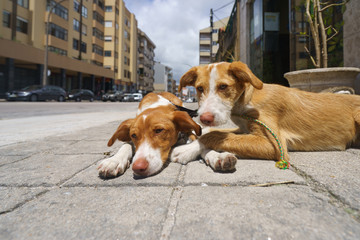 The couple of dogs with one leash at the street. Hot summer day. Animals theme.