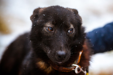 Portrait of a charming black dog