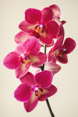 Fototapeta na wymiar orchid flowers close-up on a beige background