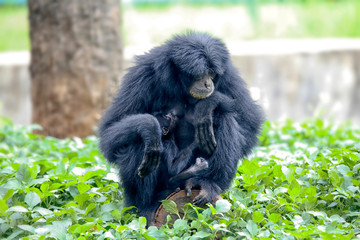 The siamang (Symphalangus syndactylus) is an arboreal black-furred gibbon native to the forests of Indonesia, Malaysia and Thailand