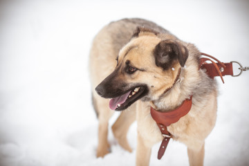 Beautiful dog with a black nose on a leash
