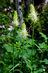 Weisse Ähren- Rapunzel, Phyteuma spicatum ssp. spicatum
