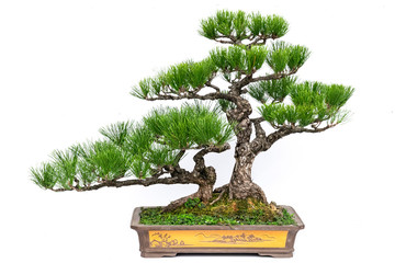 Chinese Bonsai with white background