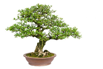 Chinese Bonsai with white background