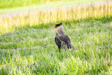 Falcão Carcará - Bird - hawk - falcon 