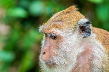 Monkey in Thailand