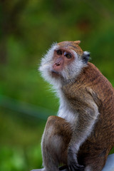 Monkey in Thailand