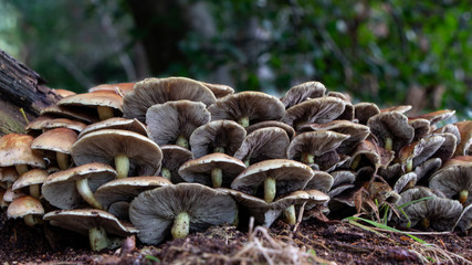 mushrooms in the woods