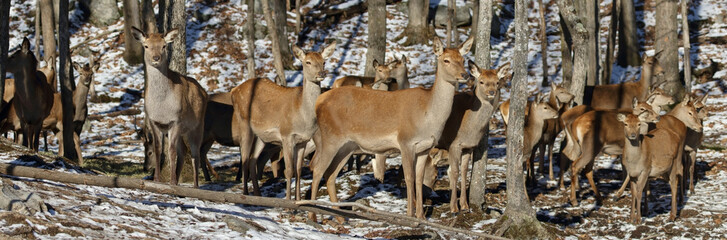 herd of deer in forest during winter