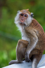 Monkey in Thailand