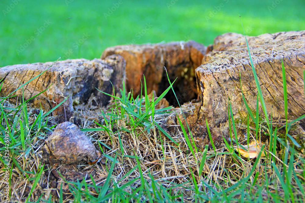 Poster Tree trunk