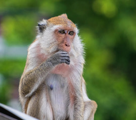 Monkey in Thailand