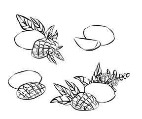 Mango fruits vector set. Engraved organic food hand drawn sketch engraving illustration. Black white mango isolated on a white background.