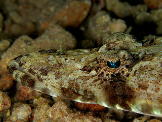 indian ocean crocodilefish (papilloculiceps longiceps)