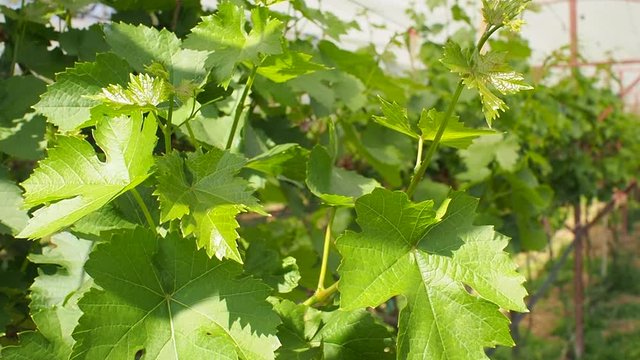 Green young grape in vineyard. Grape set and green leaf in vineyard 