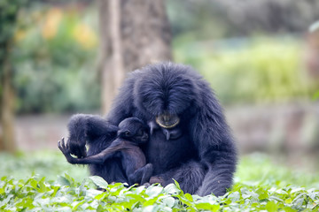 The siamang (Symphalangus syndactylus) is an arboreal black-furred gibbon native to the forests of Indonesia, Malaysia and Thailand