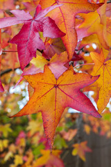 colorful collection of spring leaves