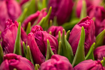 Fototapeta premium Close-up of purple tulips in flower shop. Bouquet of flowers for sale.