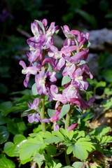 Hohler Lerchensporn, Corydalis cava