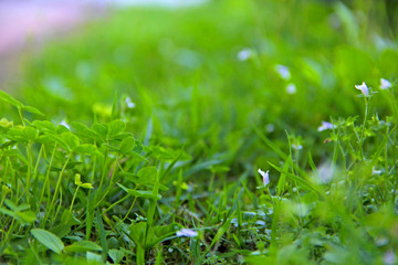 Flowers