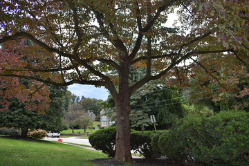 Naklejka premium A Shot of a Colorful Tree in a Suburban Neighborhood