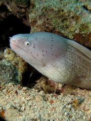 Grey moray (gymnothorax griseus
