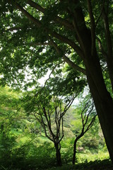 六甲高山植物園の小径