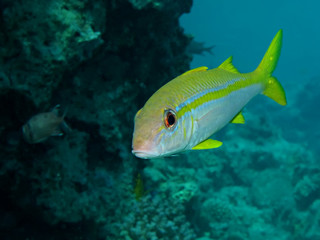 Fototapeta na wymiar Yellowfin goatfish (Mulloidichthys vanicolensis)Taking in Red Sea, Egypt.