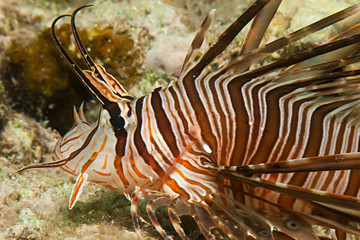 Common lionfish (pterois miles). Taking in Red Sea, Egypt.