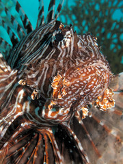 Common lionfish (pterois miles). Taking in Red Sea, Egypt.