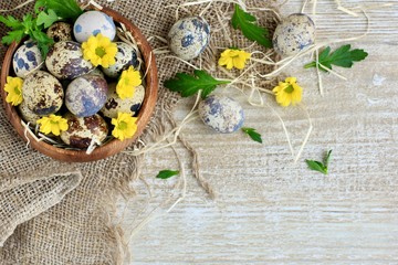 Quail eggs motley coloring decorated with small yellow flowers lying in a wooden bowl on rustic background.  Concept of Easter and food.